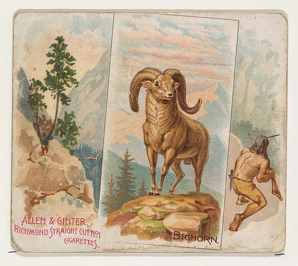 Allen & Ginter, Bighorn, from Quadrupeds series (N41) for Allen & Ginter Cigarettes