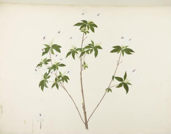 unknown, Flowers and Fruits