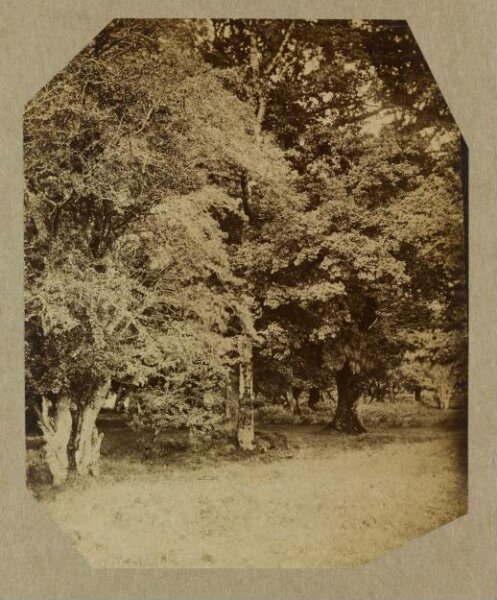 Clementina, Lady Hawarden, Photograph