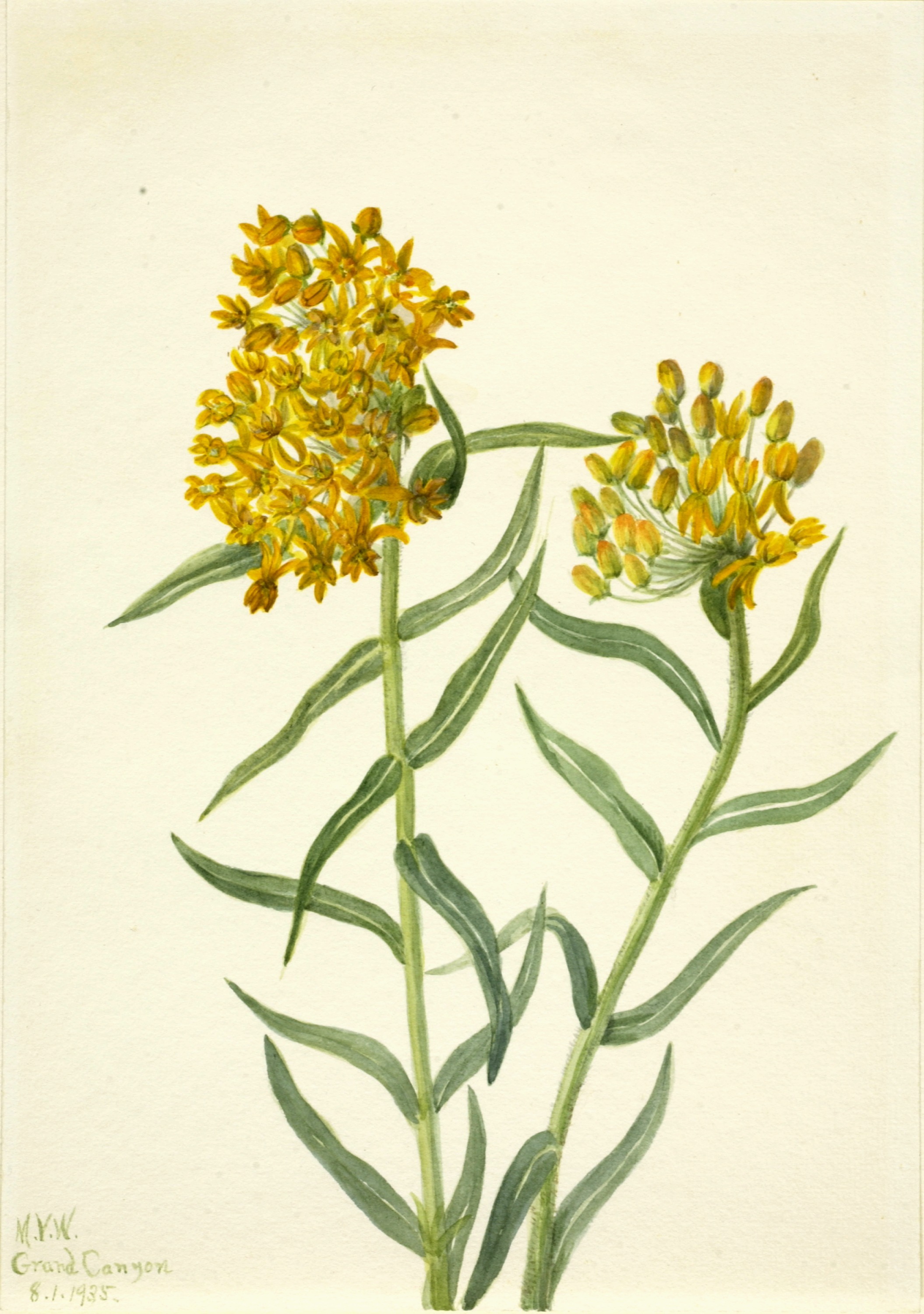 Mary Vaux Walcott, Butterfly Weed (Ascelpias tuberosa)