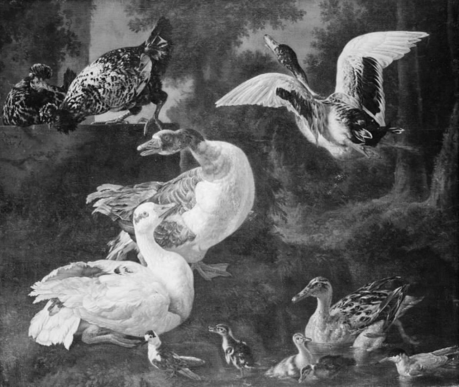 Jacomo Victors, Fjerkræ