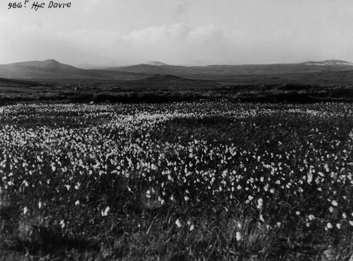 Anders Beer Wilse, Dovrefjell, Fjellvidde, Myrull