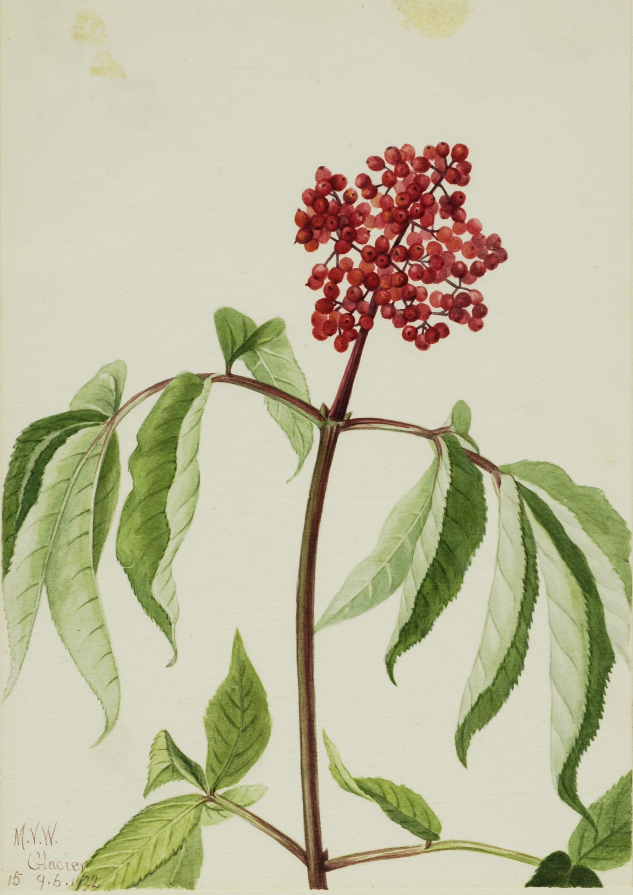 Mary Vaux Walcott, Scarlet Elder (Sambucus pubens)