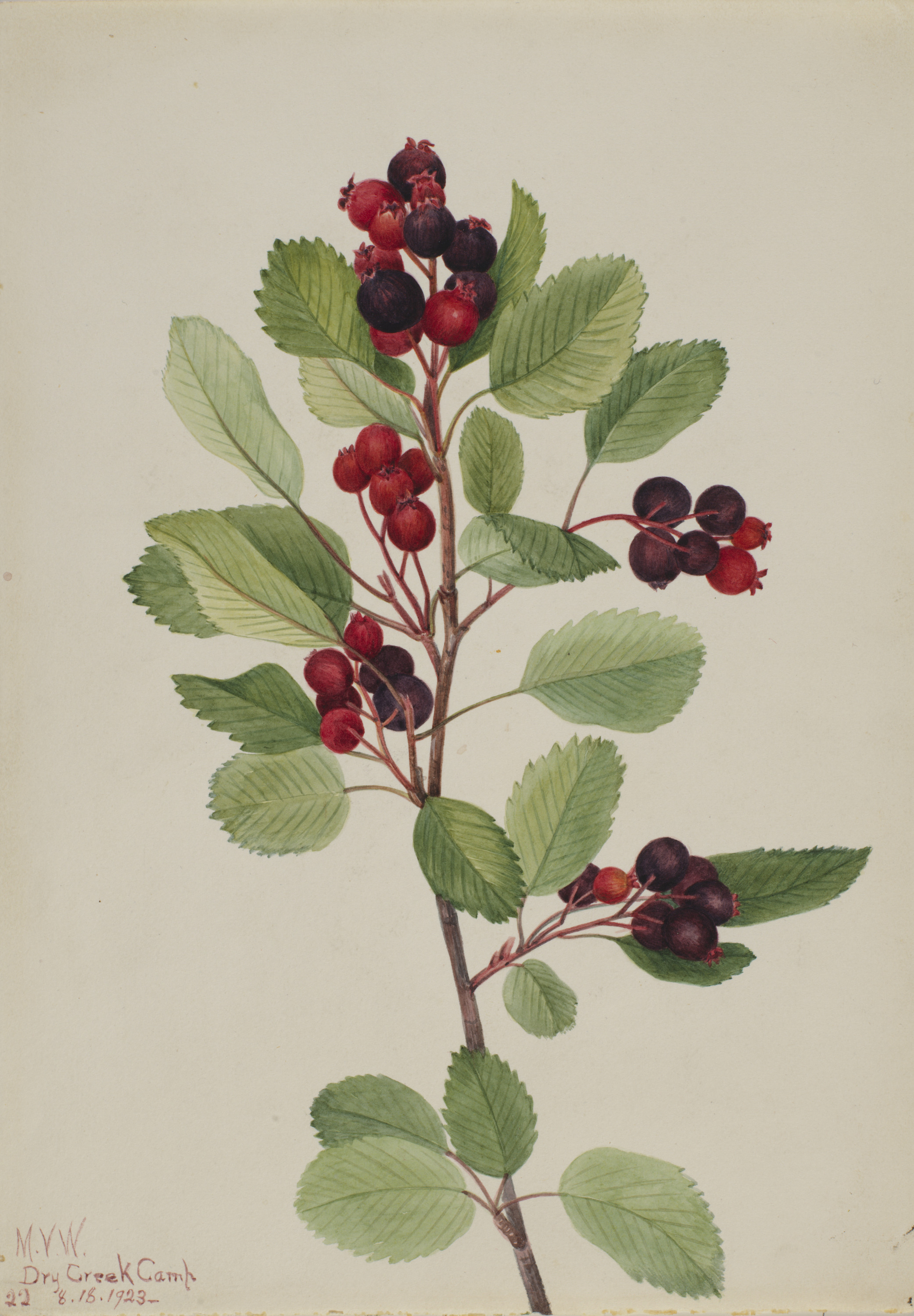 Mary Vaux Walcott, Saskatoon (Amelanchier alnifolia)
