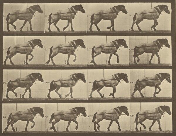 Eadweard J. Muybridge, Animal Locomotion