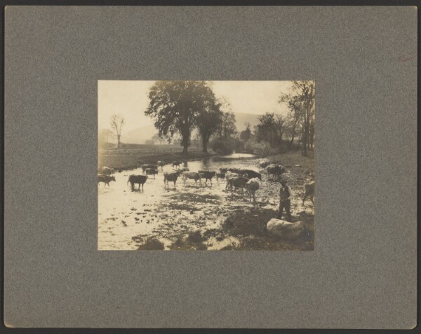 Unknown, [Man with cows in a stream]