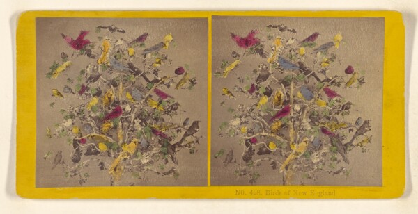 Benjamin West Kilburn, Birds of New England