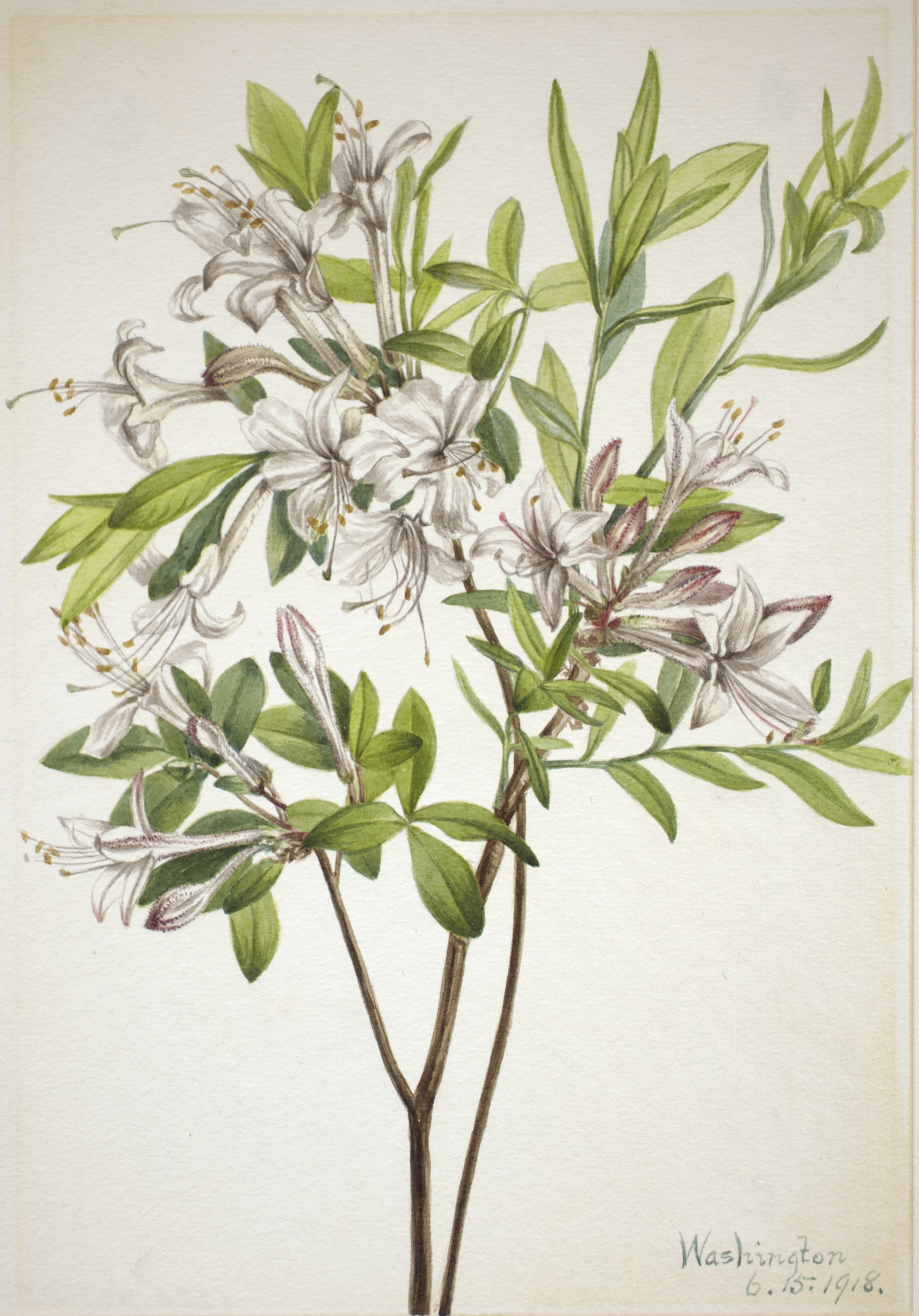 Mary Vaux Walcott, Swamp Azalea (Azalea viscosa)