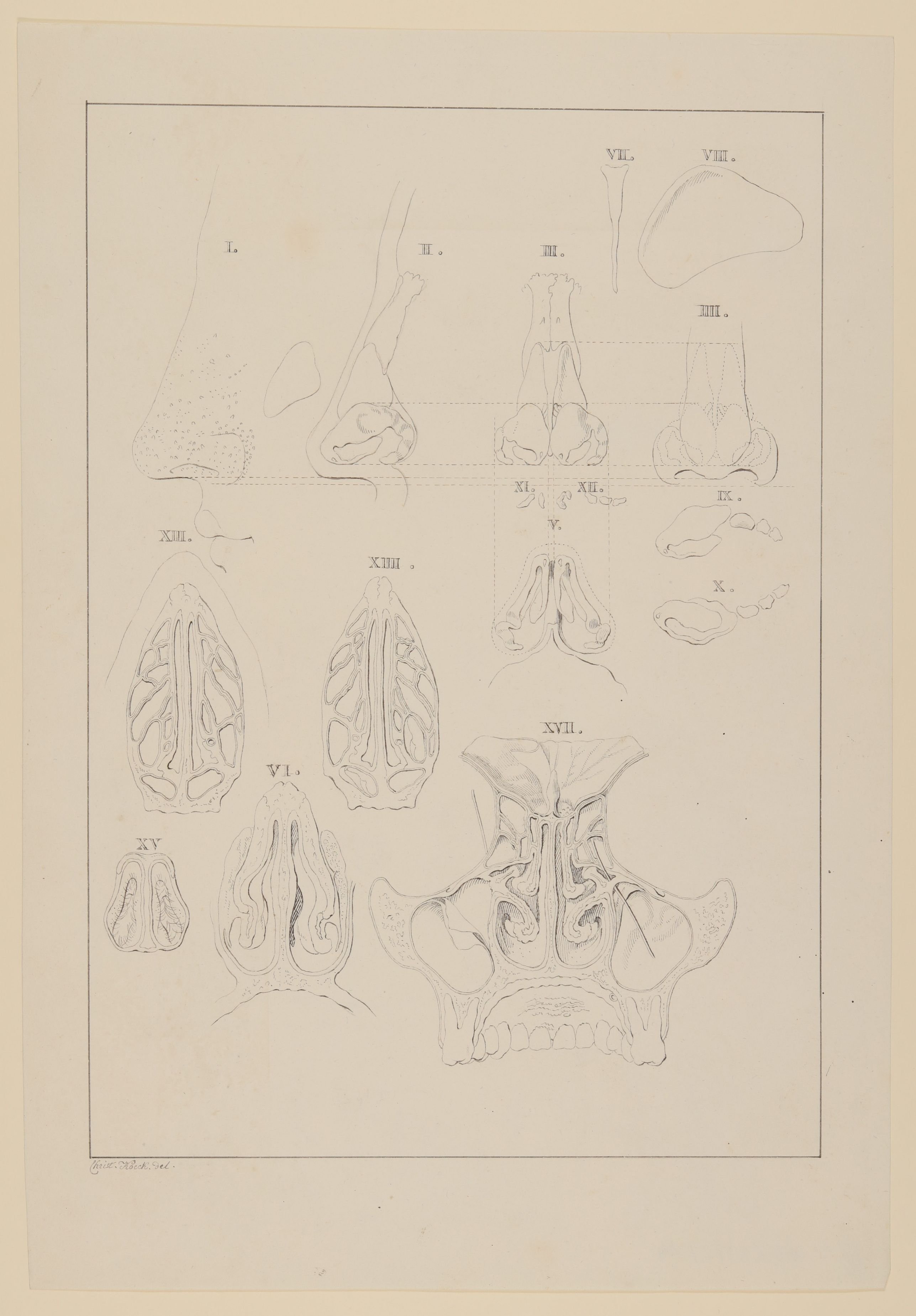 Christian Koeck, Nasenhöhlen, Nasennebenhöhlen und Nasenknorpeln in diverse Schnitten [Vorzeichnung zu Samuel Thomas Soemmerring, Abbildungen der menschlichen Organe des Geruchs, Frankfurt am Main 1809, Tafel 4 ("linearische" Darstellung)]