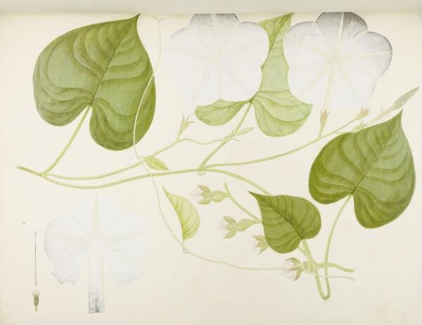 unknown, Flowers and Fruits