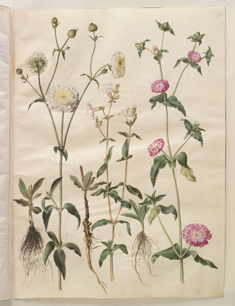 Hans Simon Holtzbecker, Silene latifolia (aften-pragtstjerne); Silene dioica (dag-pragtstjerne)