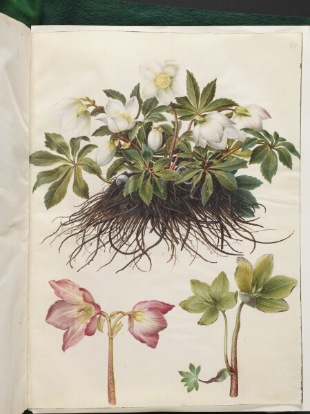 Hans Simon Holtzbecker, Helleborus niger (almindelig julerose)