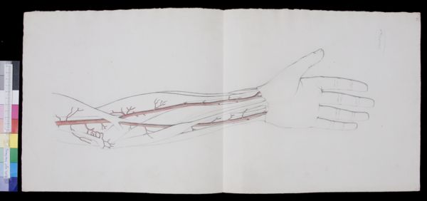 Tiemen Hooiberg, Blood vessels (arteries) of the lower arm