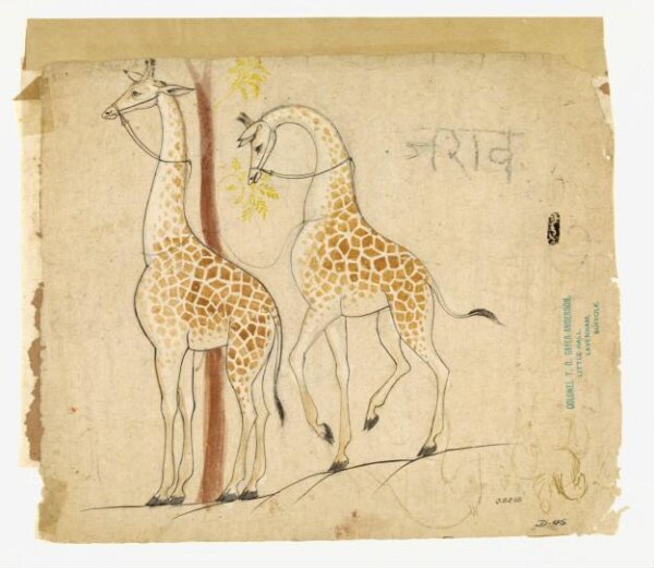 Unknown, Drawing