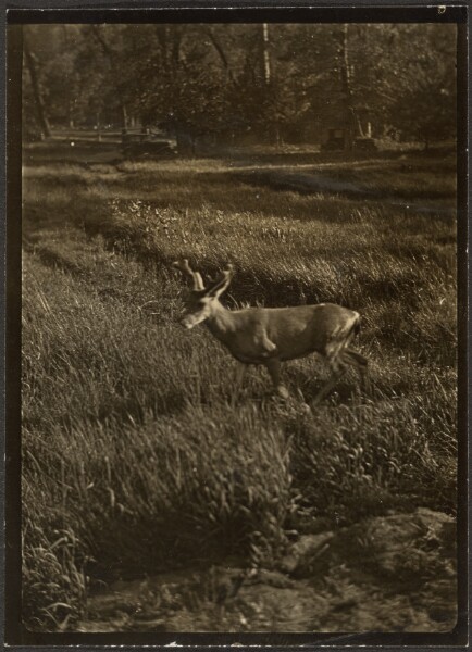 Louis Fleckenstein, [Stag]