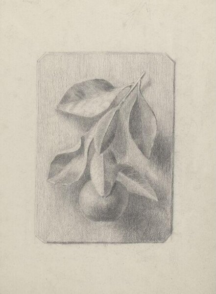 Potter, Beatrix, Drawing of a plaster cast of a peach and spray of leaves