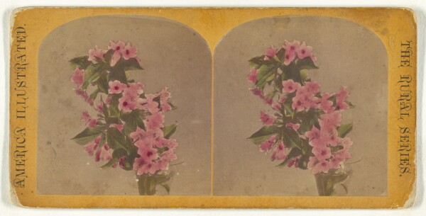 Unknown, [Flowers]