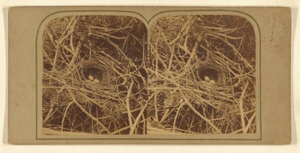 London Stereoscopic and Photographic Company, Birds' Nests.