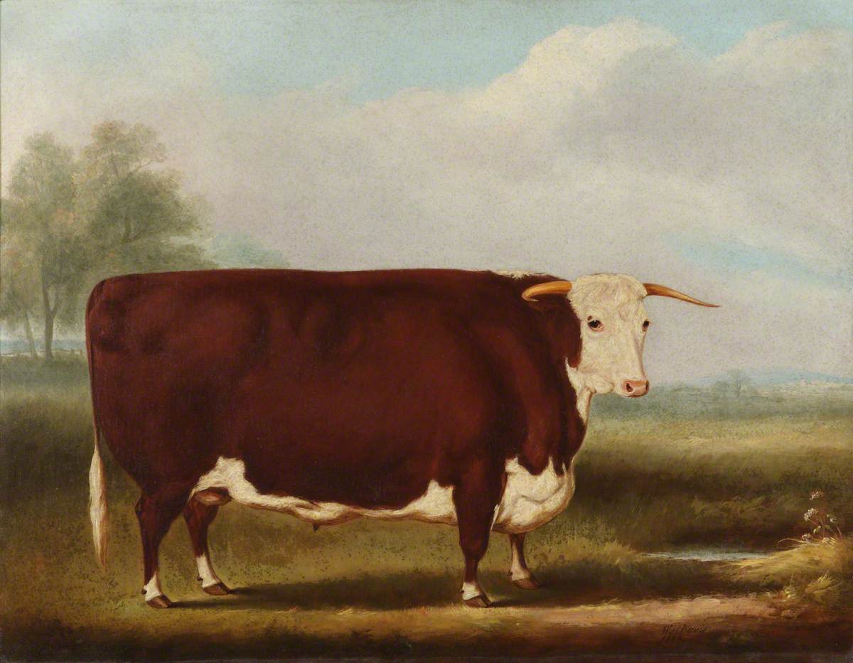 William Henry Davis, Hereford Bull