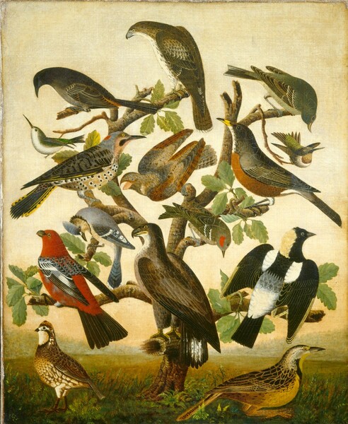 American 19th Century, Birds