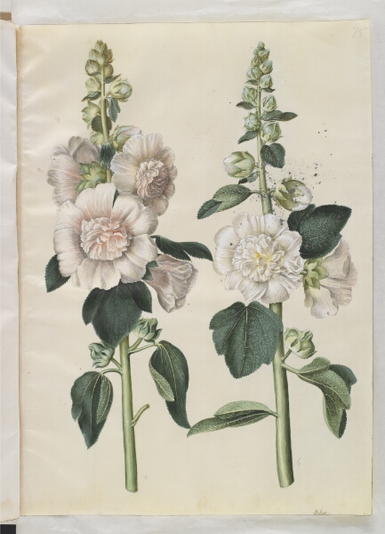 Hans Simon Holtzbecker, Alcea rosea (have-stokrose)