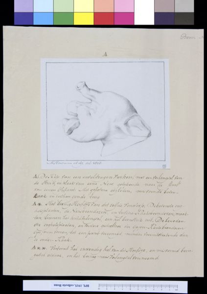 M Houtman, Animals: head of a stillborn pig