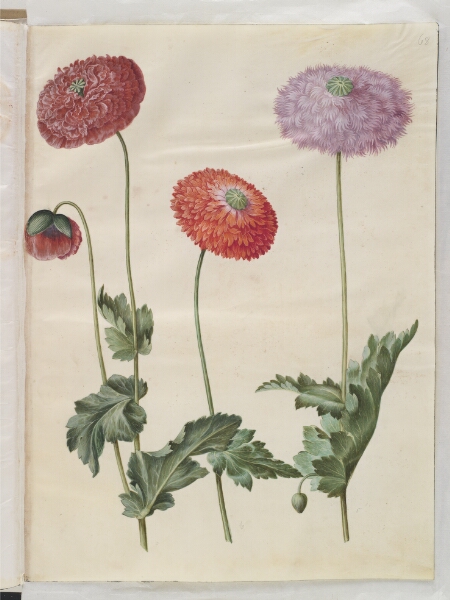 Hans Simon Holtzbecker, Papaver somniferum (opium-valmue)