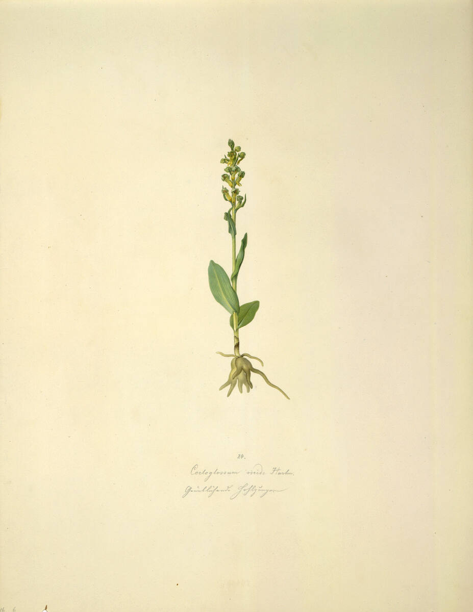 AugustRokert, Coeloglossum viride Hartm. - Grüne Hohlzunge