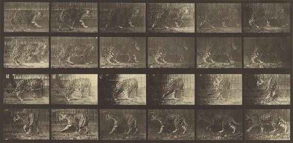 Eadweard J. Muybridge, Animal Locomotion