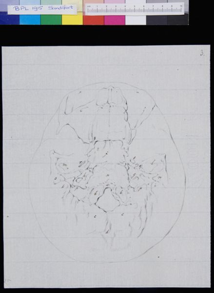 Gerard Sandifort, Skull, view from below (legend)