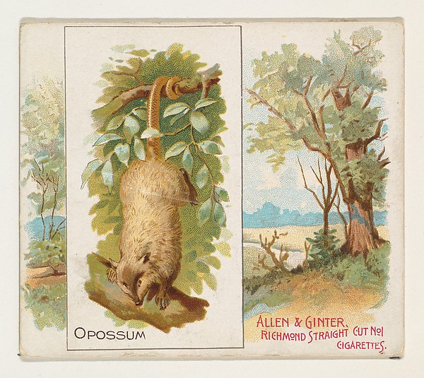 Allen & Ginter, Opossum, from Quadrupeds series (N41) for Allen & Ginter Cigarettes