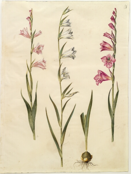 Hans Simon Holtzbecker, Gladiolus communis (almindelig gladiolus)