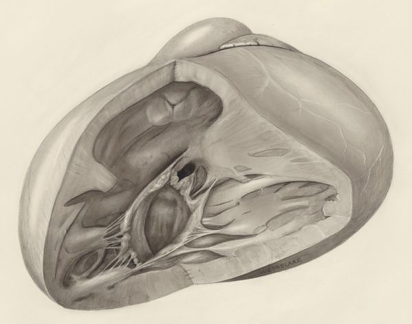 H.G Wetselaar, Heart
