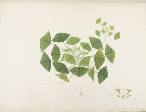 unknown, Flowers and Fruits