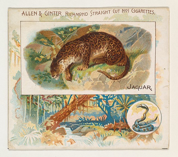 Allen & Ginter, Jaguar, from Quadrupeds series (N41) for Allen & Ginter Cigarettes