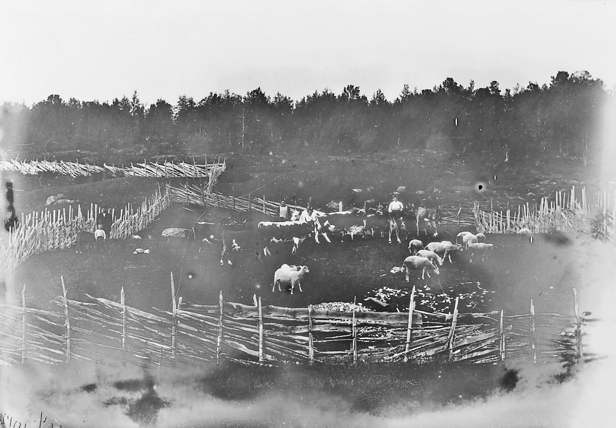 Peder J. Bredalslien, Dyr. Sauer, kuer. Personer
