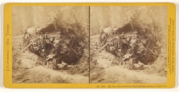 John P. Soule, Big Tree felled in Frezno [sic] Grove (78 feet circum.), Frezno [sic] Co.