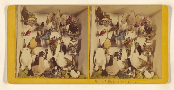 Benjamin West Kilburn, Birds of New England.