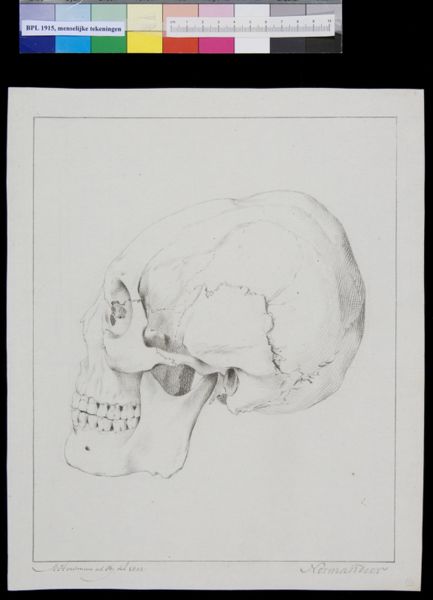 M Houtman, Skull of a man from Normandy