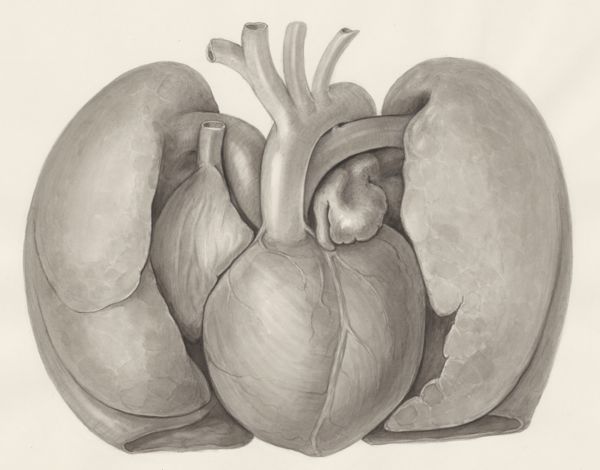 H.G Wetselaar, Heart and adjacent organs