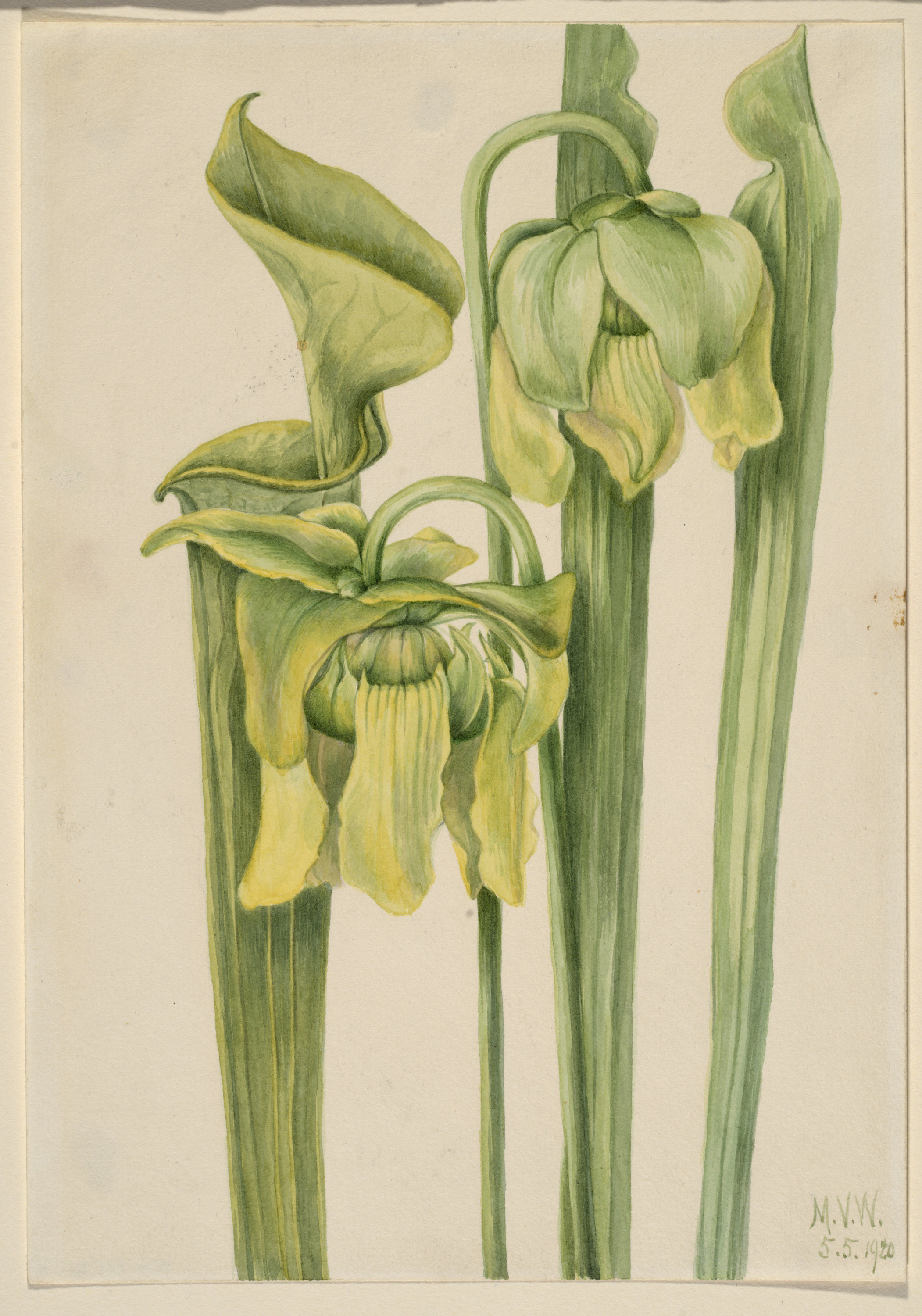 Mary Vaux Walcott, Trumpetleaf (Sarracenia flava)