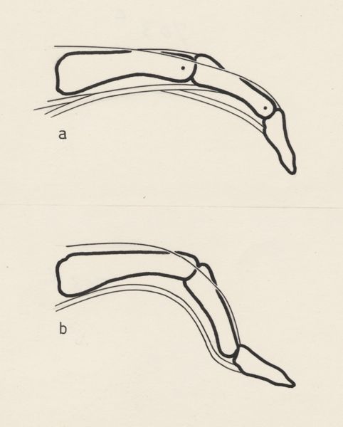 Harry de Bles, Schematic representation of the finger