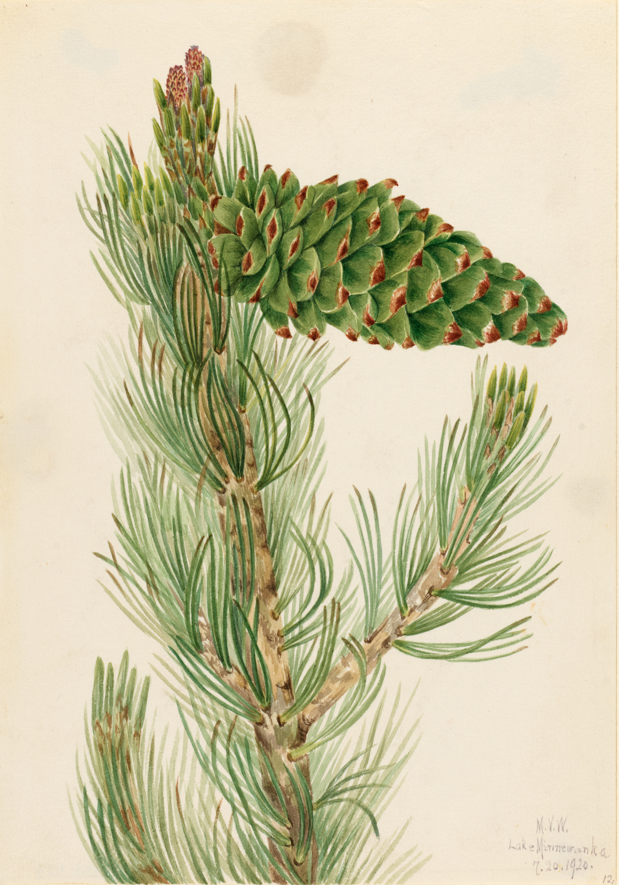 Mary Vaux Walcott, Limber Pine (Pinus flexilis)