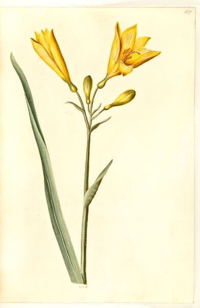 Hans Simon Holtzbecker, Hemerocallis lilioasphodelus (gul daglilje)