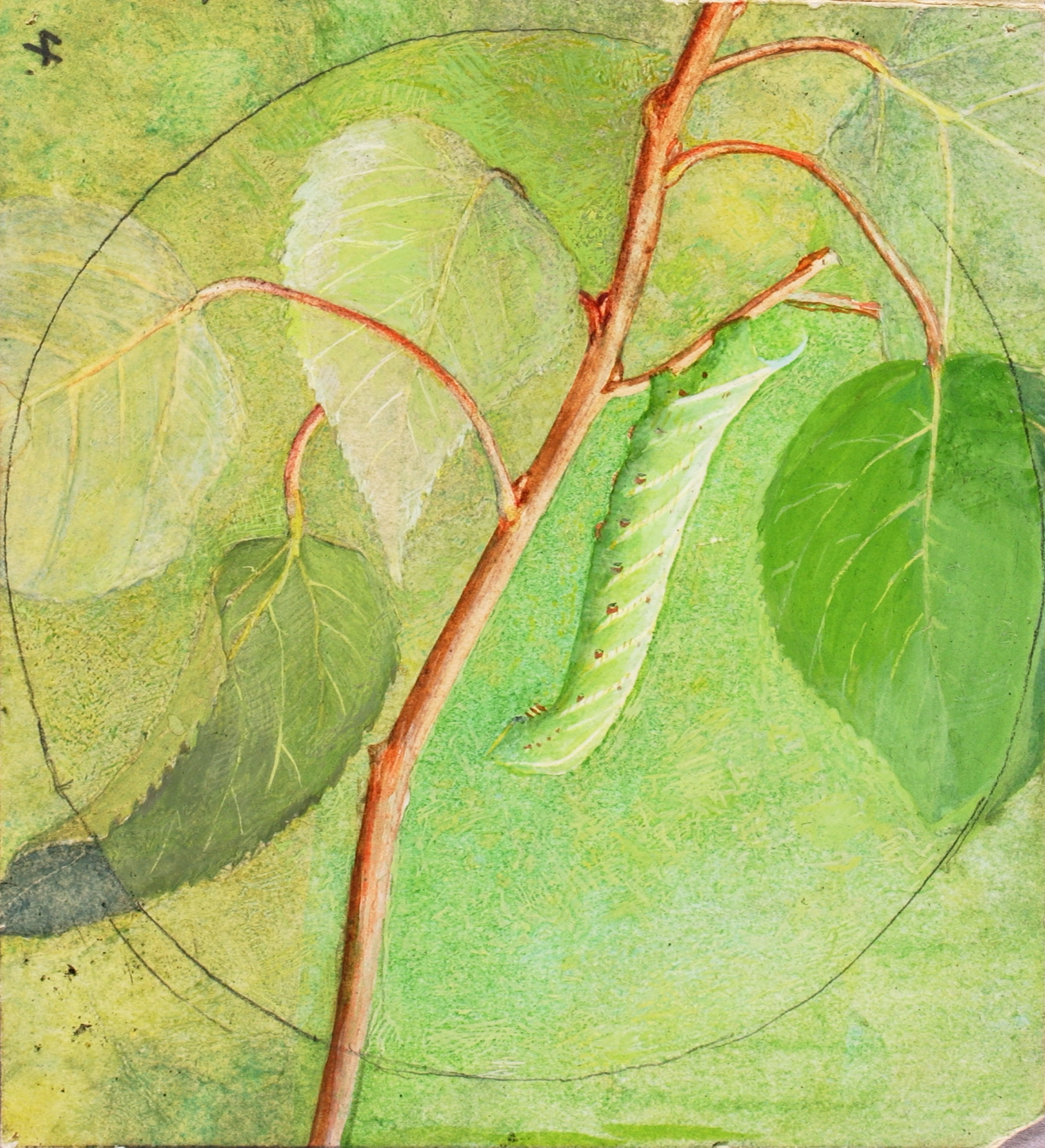 Abbott Handerson Thayer, Sphinx Caterpillar, study for book Concealing Coloration in the Animal Kingdom