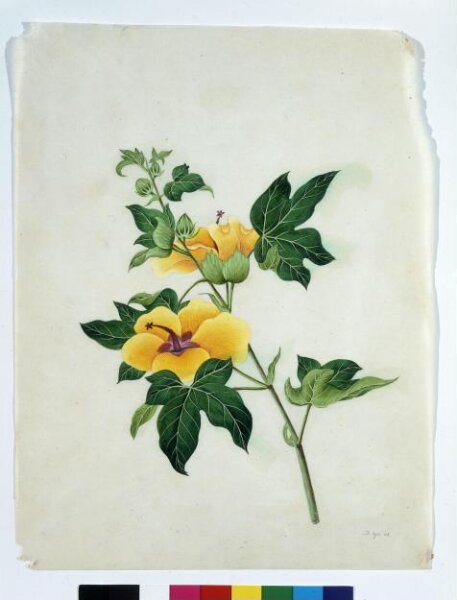 Unknown, Asiatic Tree Cotton