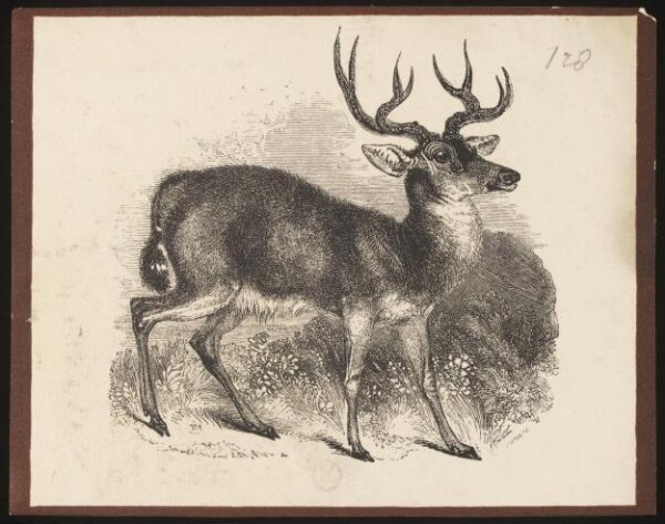 Smith, Print