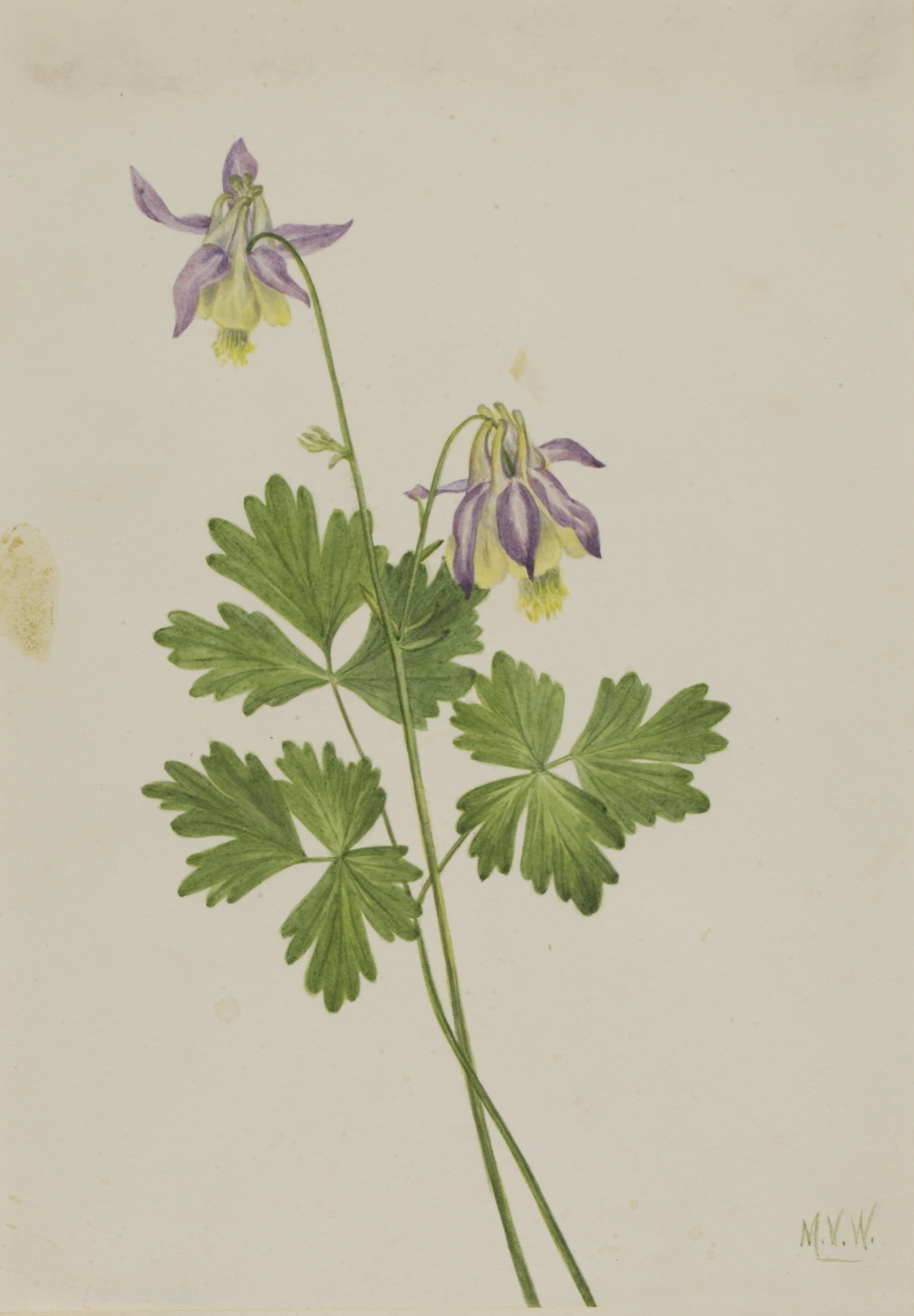 Mary Vaux Walcott, Shortspur Columbine (Aquilegia brevistyla)