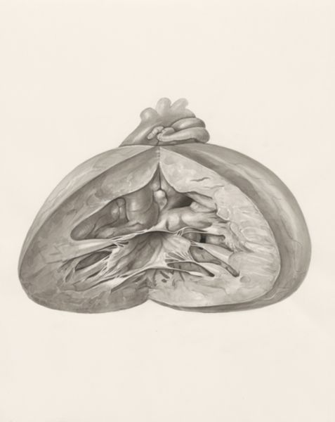 H.G Wetselaar, Heart