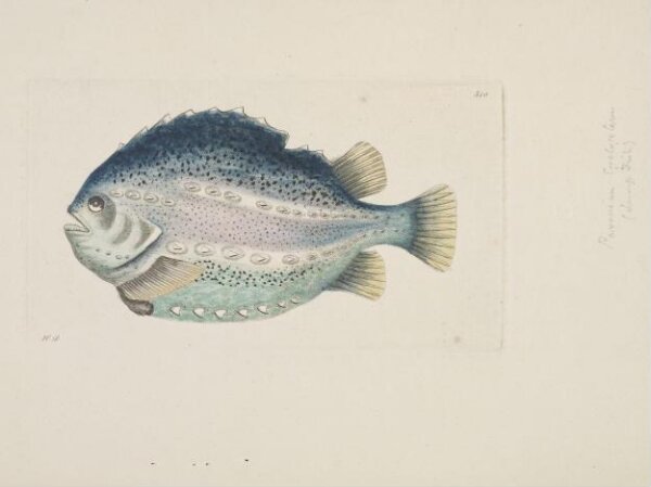 Unknown, Print